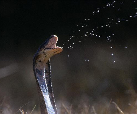 snake_3n